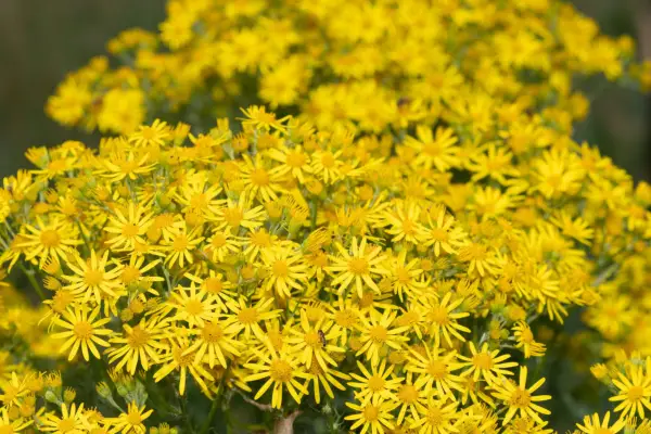 Ragwort flowers. Getty Images
