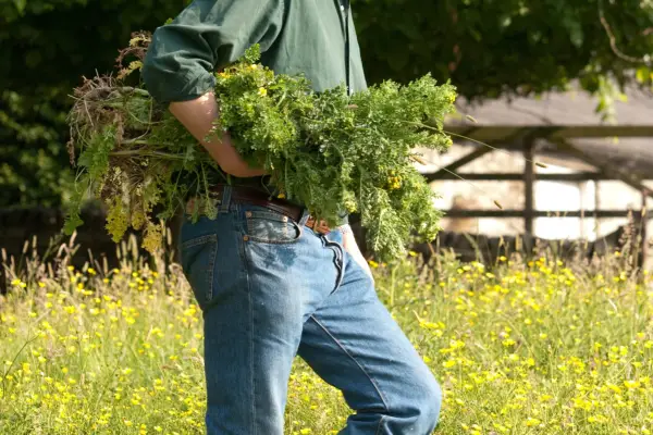 Ragwort with small tortoiseshell butterfly. Getty Images