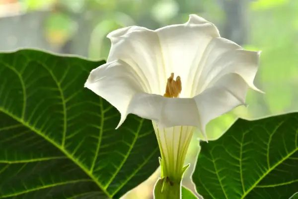 White thorn apple flower. Getty Images