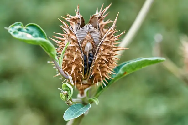 Thorn apple ripe seedhead. Getty Images