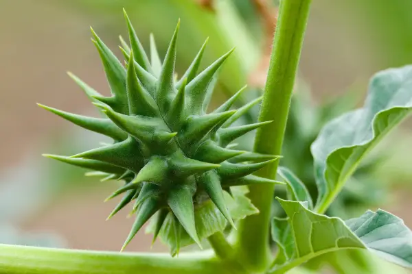 Hvordan bli kvitt torn eple