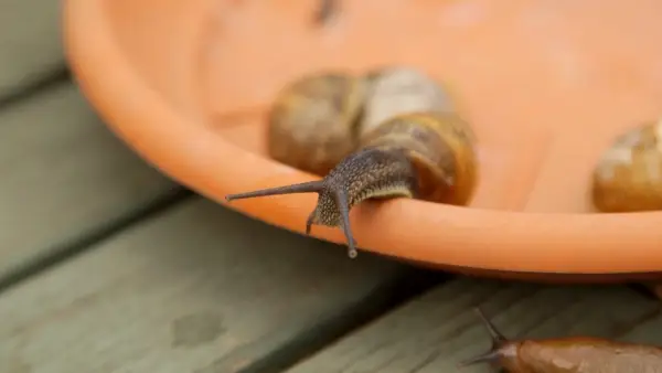 How to deal with slugs and snails organically