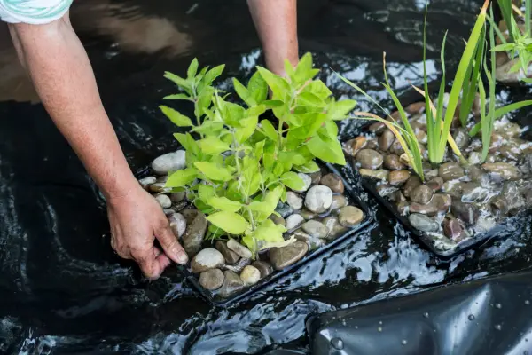 Planting purple loosestrife in a pond