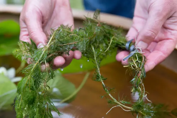 Adding spiked water milfoil to a pond