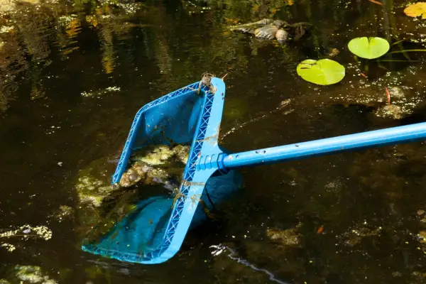 Using a net to remove duckweed and algae from a pond