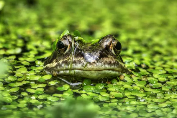 Removing a handful of fallen leaves and blanketweed from a pond