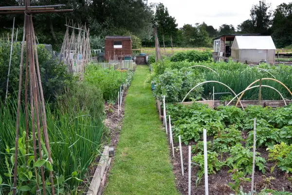 Gardening mistakes - allotment, Getty Images