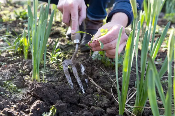 Gardening mistakes - weeding