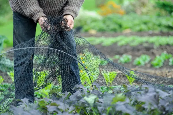Gardening mistakes - using netting