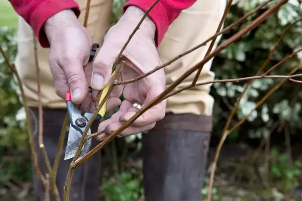 Gardening mistakes - pruning at the wrong time of year