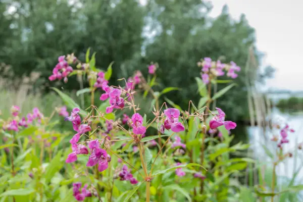 Himalayan balsam