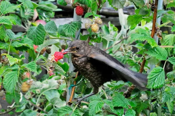 Garden problems solved - birds eating fruit