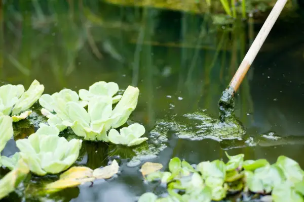 Garden problems solved - green pond