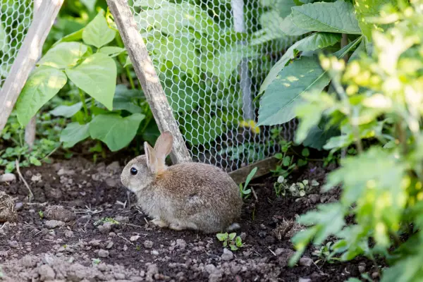 Garden problems solved - rabbits