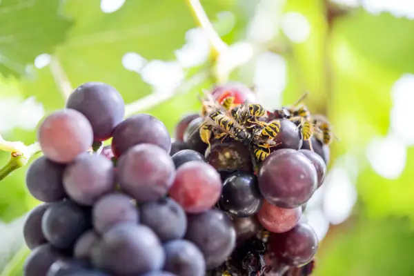 12 sommerhageproblemer løst