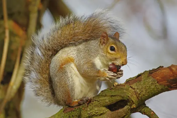 Jak zabránit šedým veverkám