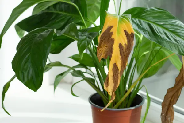 Peace lily with yellow leaf. Getty Images
