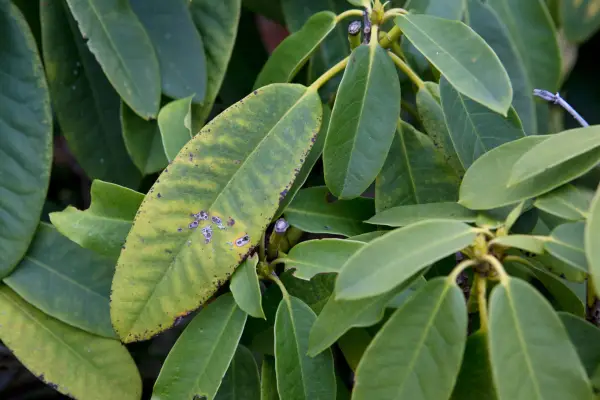 Yellowing of rhododendron leaves due to iron deficiency. Sarah Cuttle
