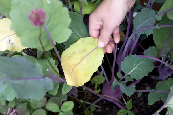 Removing yellow leaves from kohl rabi. Sarah Cuttle