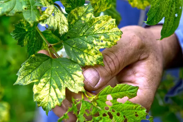 Viburnum opulus infected affected with virus and viburnum beetle. Sarah Cuttle