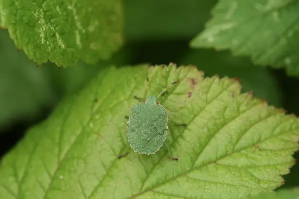Common green shieldbug nymph. Getty Images