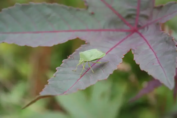Southern green shield bug, Nezara viridula. Getty Images