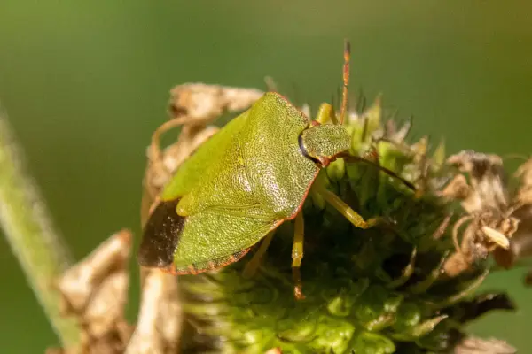 Green shield bug, Palomena prasina. Getty Images