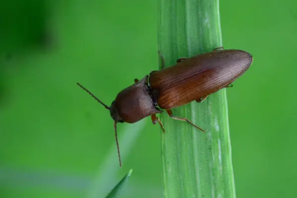Adult click beetle. Getty Images
