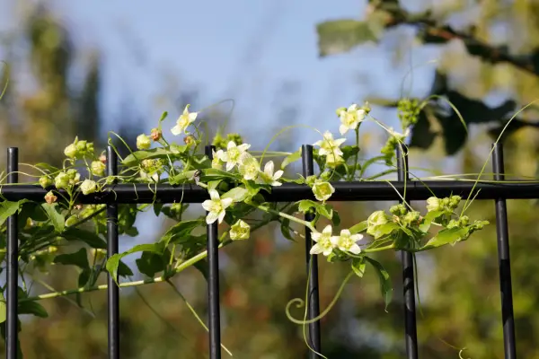 White bryony flowering with visible tendrils. Getty Images