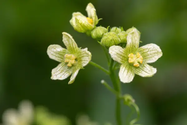 Close up of white bryony flowers. Getty Images