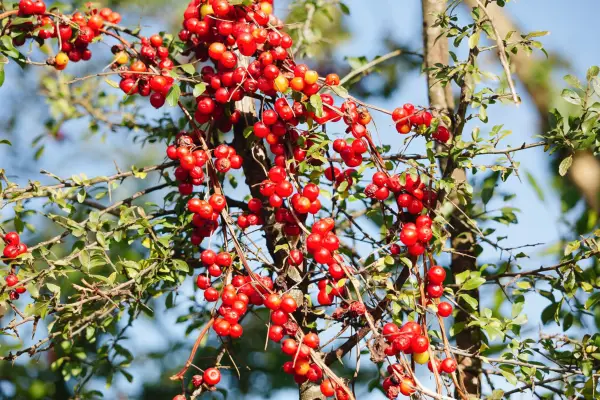 Black bryony berries. Getty Images