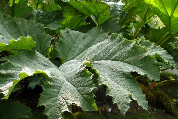 Čo je obrie Hogweed?