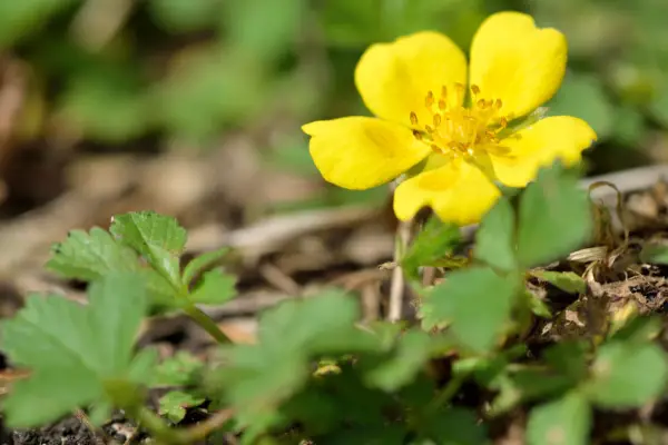 Creeping cinquefoil flower detail. Getty Images