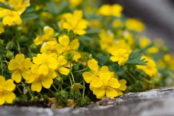 Creeping cinquefoil flower. Getty Images