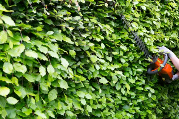 Cutting a beech hedge