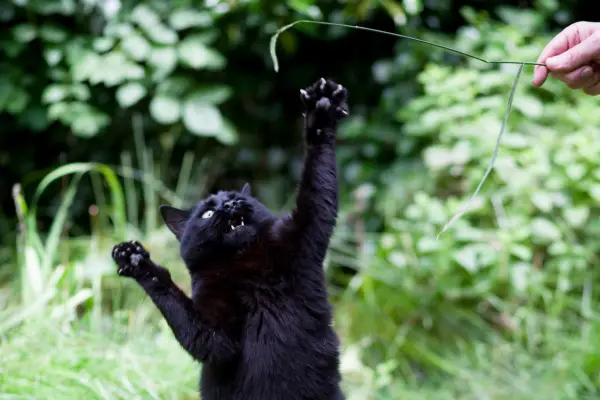 Cat playing with grass
