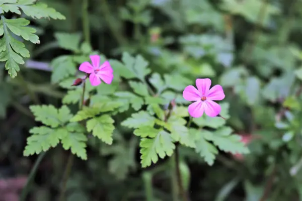 Qu'est-ce que Herb Robert?