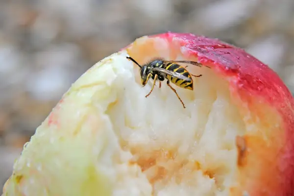 Wasp eating apple