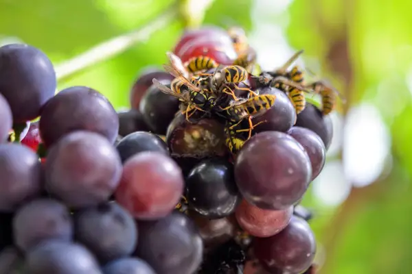 Wasps eating ripe grapes