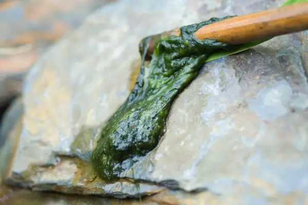 Blanket weed on the end a stick