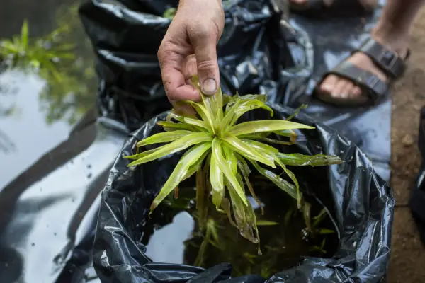 Adding water soldiers to a pond