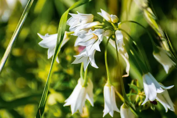 כרישה עם שלוש פינות (אליום)