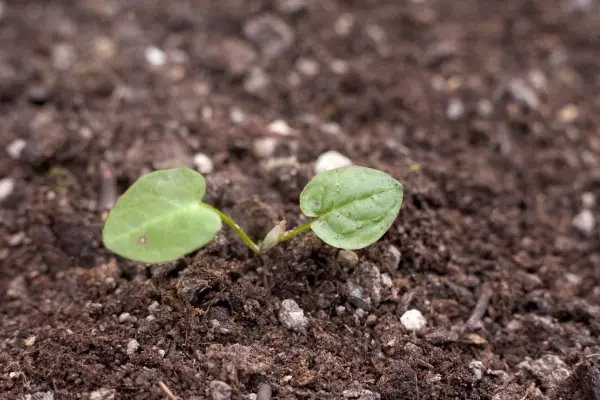 Dock seedling growing in bare soil. Sarah Cuttle