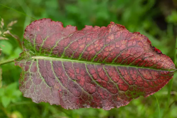 Dock leaf with reddish colouration. Getty Images