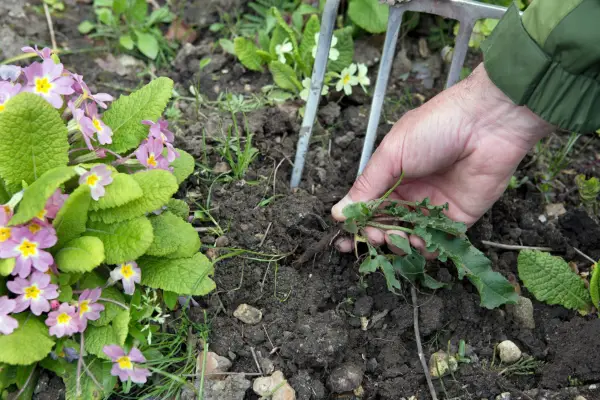 Removing doc from ornamental border. Sarah Cuttle