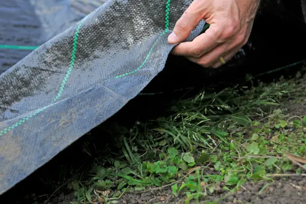 Laying weed-suppressant membrane over weedy ground. Tim Sandall