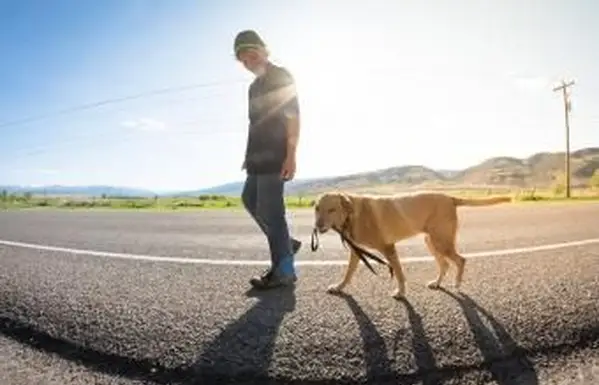 סיטר חיות מחמד