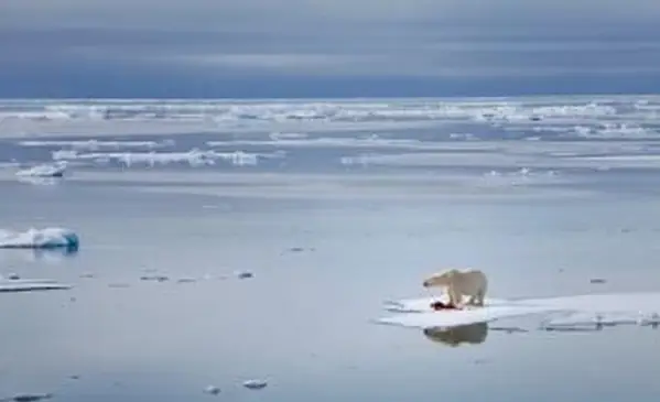 녹는 얼음에 북극곰