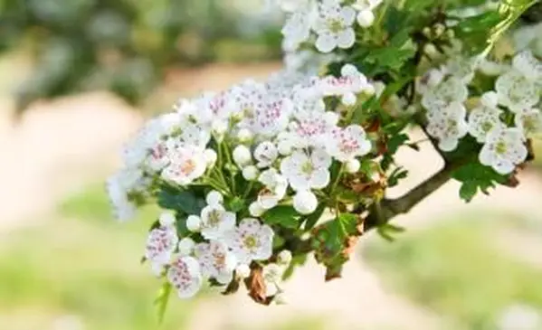 화이트 호손 꽃