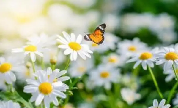 Fleurs de marguerite